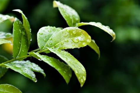 Green Leaves Tree Rain - Free photo on Pixabay - Pixabay