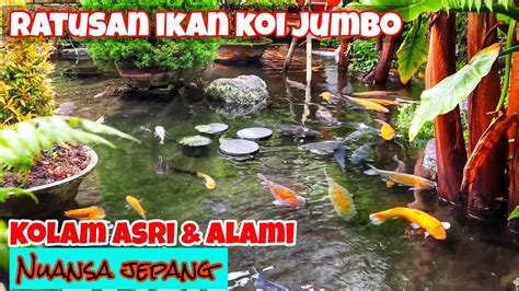 Ikan Koi Jumbo Ratusan Ikan Jumbo Di Kolam Indah Dan Alami Youtube