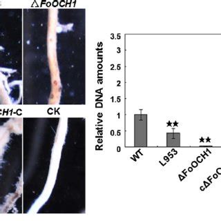 Adhesion Capacity Of Wild Type WT Strain XJZ2 T DNA Insertional