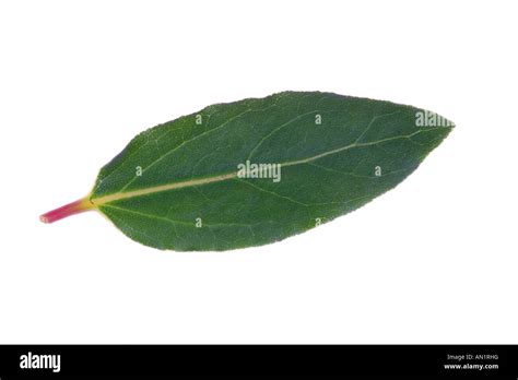 Sweet Bay Laurel Laurus Nobilis Single Leave Stock Photo Alamy
