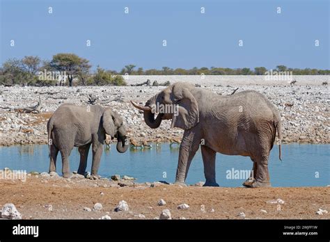 African Bush Elephants Loxodonta Africana Adult Male Elephants And