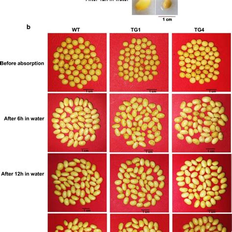 Elevated Expression Of Pg031 Reduced Seed Coat Permeability In