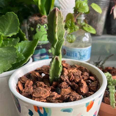 stapelia leendertziae black bells  stem cutting  rooted plant etsy
