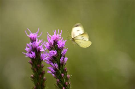 Mark Chitwood Photography Tall Grass Prairie Flowers