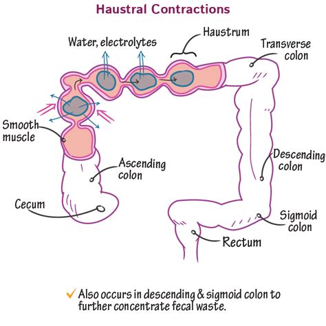 Physiology Glossary: Motility in the Large Intestine | Draw It to Know It