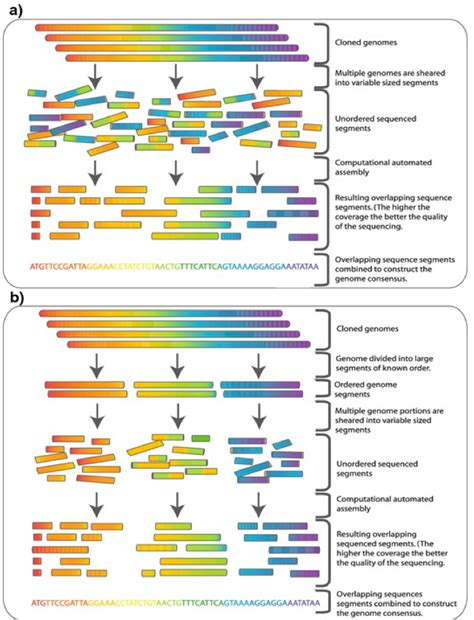 19 Genomics Biology Libretexts