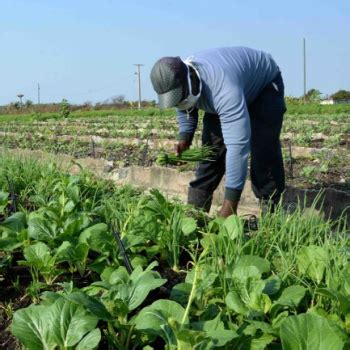 Agricultura Urbana Suburbana Y Familiar Camag Ey Con Resultados