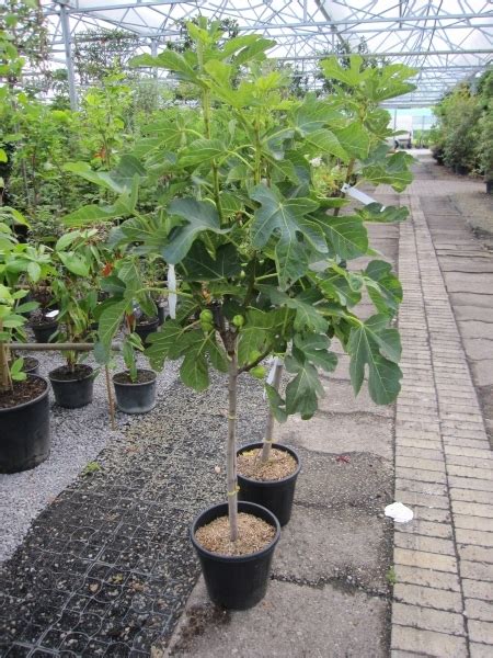 Ficus Carica Panach Feigenbaum Panach Melonenfeige Baumschule