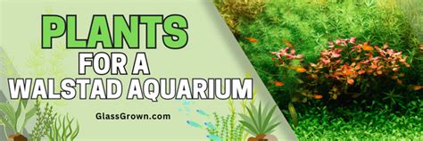 Plants for a Walstad Method Aquarium – Glass Grown Aquatics