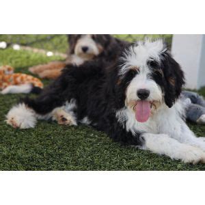 Bernedoodle Grooming Head To Tail Guide