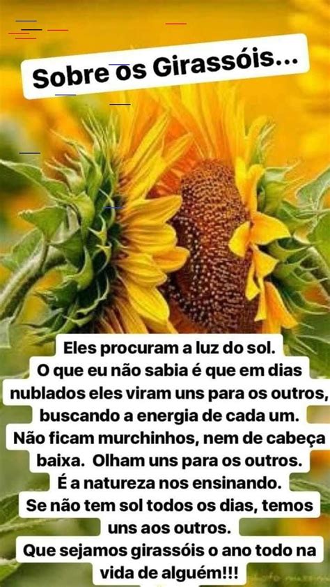 Girassol Citações De Girassol Frases Legais Frases Interessantes