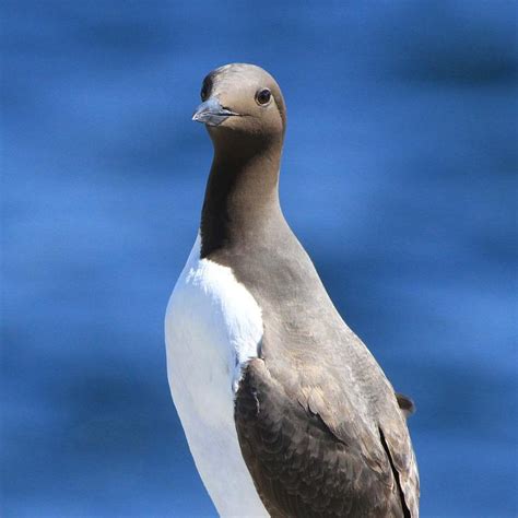 Wildlife Scottish Seabird Centre