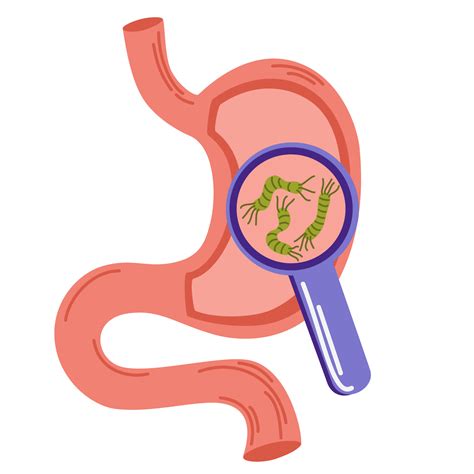 Helicobacter Pylori In The Stomach Bacteria Under Magnifying Glass