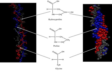 Collagen Encyclopedia Mdpi