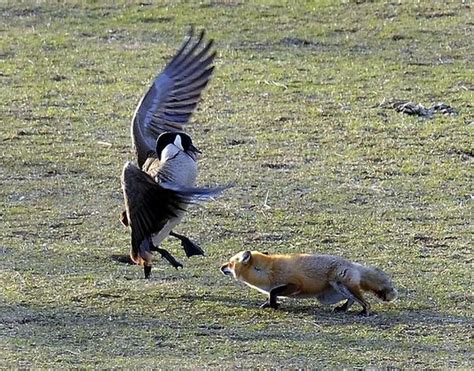 Geese Vs Fox 5 Pics