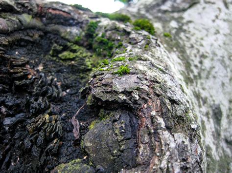 Free stock photo of bark, bark of tree, black