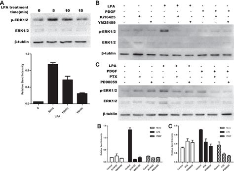 LPA Stimulated The Proliferation Of HUC MSCs By LPAR1 Mediated Gi O And