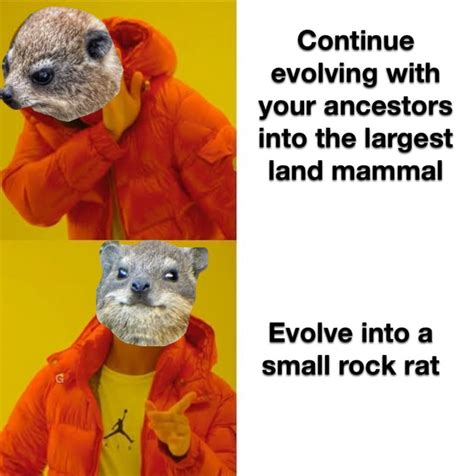 The Rock Hyrax The Closest Living Relative Of Elephants Gag