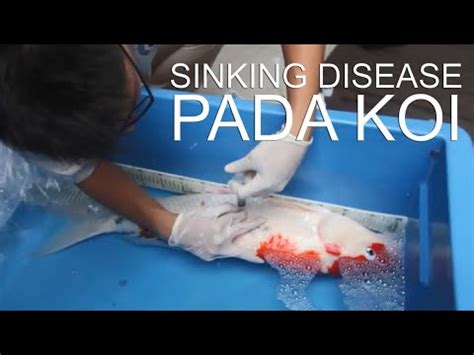 SINKING DISEASE PADA IKAN KOI Dokter Koi Indonesia 4 YouTube