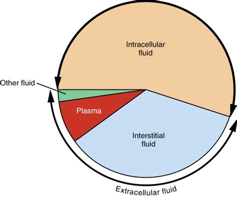 261 Body Fluids And Fluid Compartment Medicine Libretexts