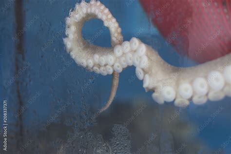 Octopus Suction Cups