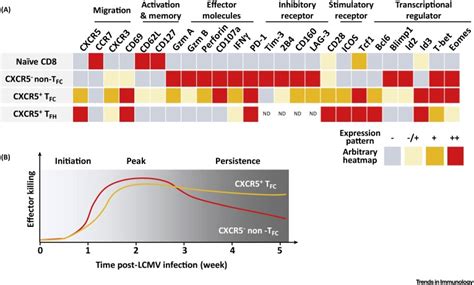 A Portrait Of Cxcr5 Follicular Cytotoxic Cd8 T Cells Trends In Immunology