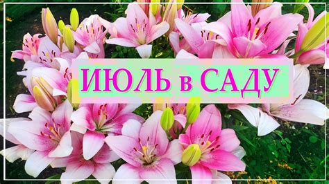 🌹 САД Непрерывного Цветения 💕 Что сейчас ЦВЕТЕТ в Саду 😍 Июль - YouTube