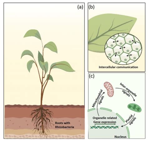 Plants Free Full Text Plant Growth Promoting Rhizobacteria In Plant