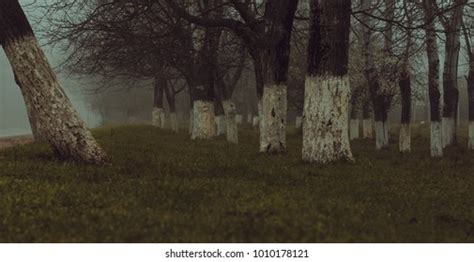 Naked Trees Foggy Weather Stock Photo Shutterstock