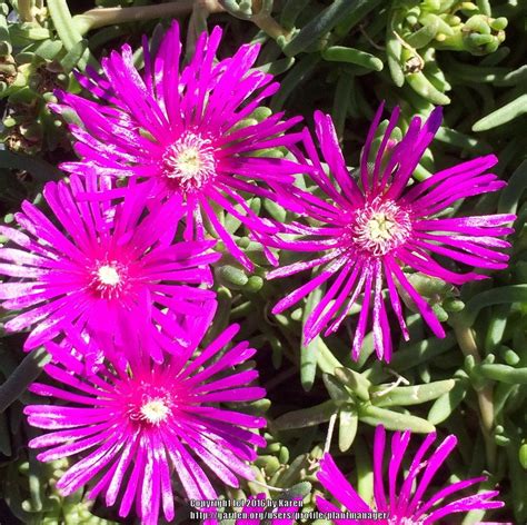 Photo of the bloom of Ice Plant (Delosperma cooperi) posted by ...