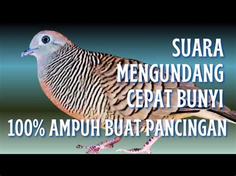 Perkutut Lokal Gacor Suara Ampuh Mengundang Bunyi Cocok Untuk