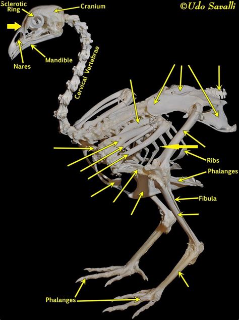 Ornithology Skeletal System Diagram Quizlet