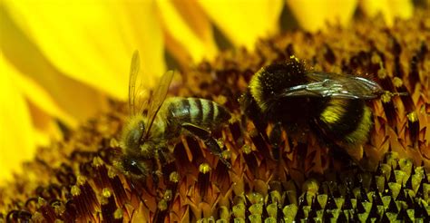 Free Picture Bumblebee Macro Pollen Flower Insect Nature Pollination