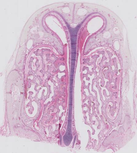 Histologi Pr Parater Flashcards Quizlet