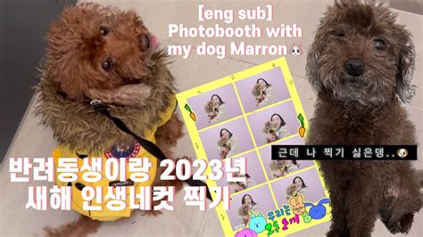 강아지랑 인생네컷 11살 반려동생이랑 2023년 토끼해 새해 맞이 촬영 강아지 Vlog 마롱 브이로그 푸들 강아지