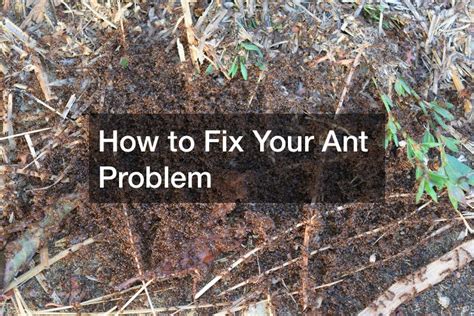 How To Fix Your Ant Problem First Homecare Web