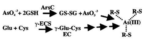 Arsc And Ecs Catalyzed Reactions The Bacterial Arsenate Reductase