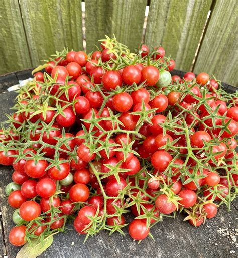 Everglades Tomato Seeds Florida Grown - Etsy