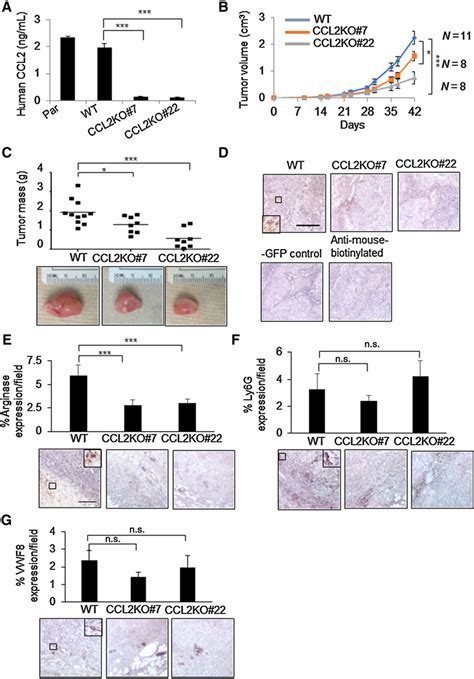 Knockout Of Stromal CCL2 Inhibits Growth Of Primary MCF10CA1d Breast