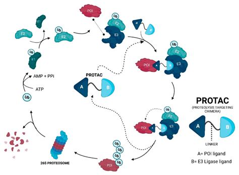 Mdm Based Proteolysis Targeting Chimeras Protacs Encyclopedia Mdpi