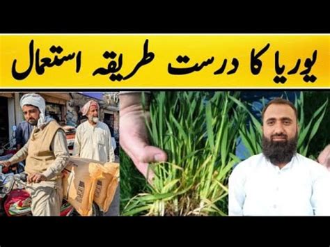 Which Is The Best Method Of Using Urea Fertilizer In Wheat Bilal