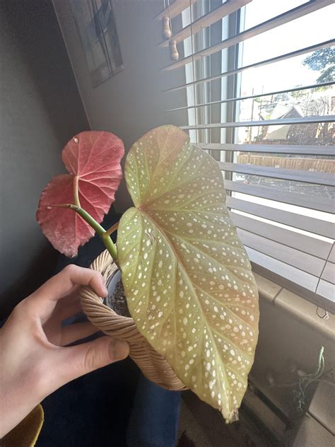 How To Get My Begonia Healthy R Plantclinic