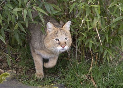 Forgotten Felines: The Seven Small Cats of Africa