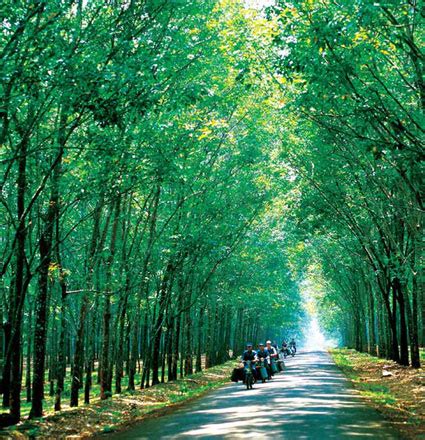 T P O N C Ng Nghi P Cao Su Vi T Nam Ang Qu N L Ha Cao Su