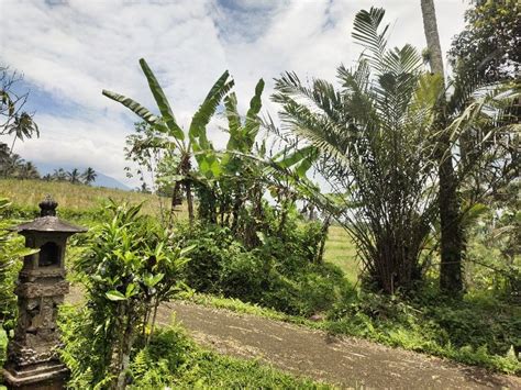Tanah Kebun Durian Manggis View Sawah Di Bali