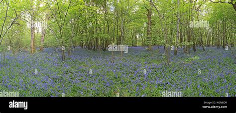 An English Bluebell Wood Stock Photo Alamy