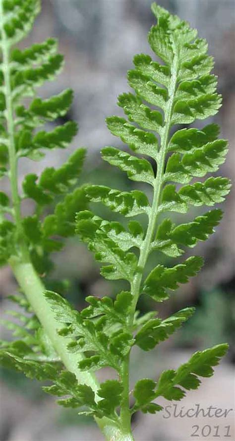 Alpine Ladyfern American Alpine Lady Fern Athyrium Americanum