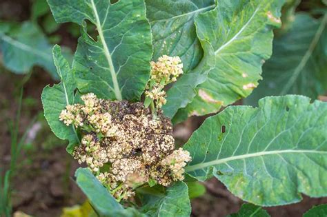 9 Cauliflower Head Disorders And How To Avoid Them Gardeners Path