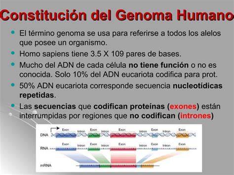 Clase 7 organización del genoma humano PPT