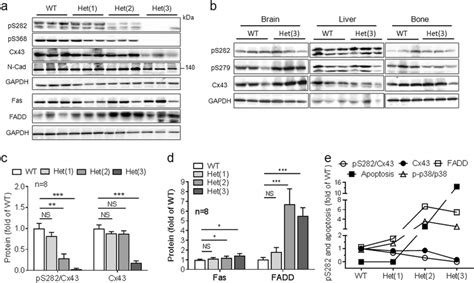 Cx43 S282A +/− mice exhibited an activation of Fas/FADD pathway. a-d ...